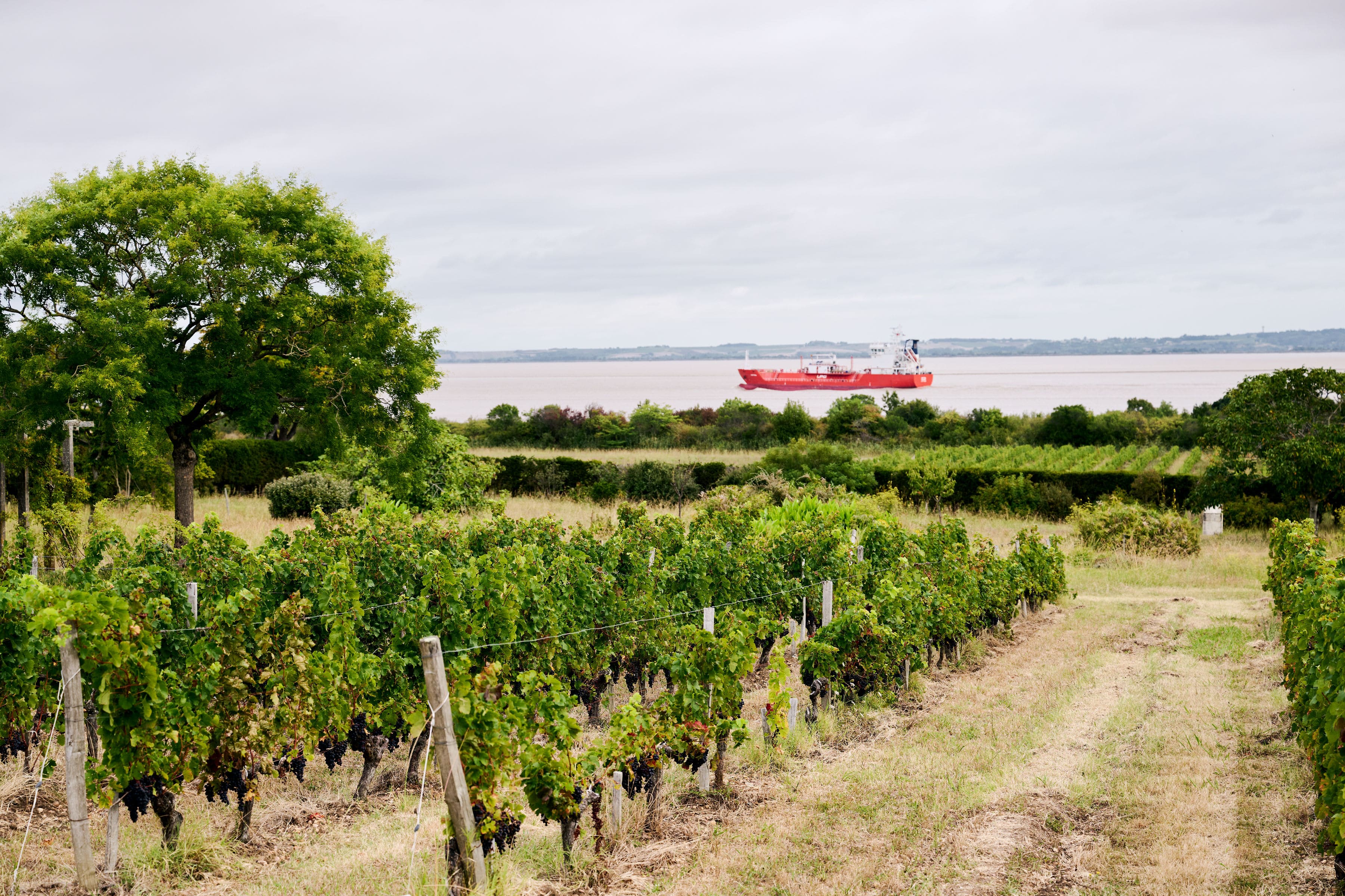 vignoble-medoc